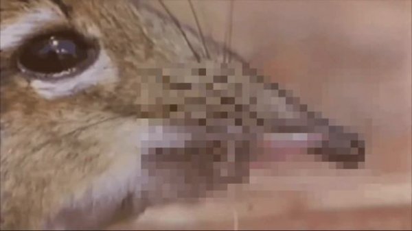 Take a closer look at that snout (♂right version♂)