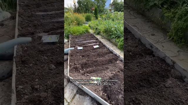 Август месяц не повод закончить посевы в огороде и на грядках! смотреть онлайн