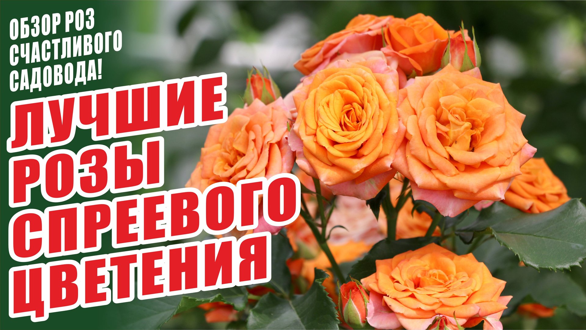 ЛУЧШИЕ РОЗЫ СПРЕЕВОГО ЦВЕТЕНИЯ. БЕCПРОБЛЕМНЫЕ СОРТА РОЗ. СПРЕЙ РОЗЫ. ЛУЧШИЕ СОРТА РОЗ. РОЗЫ В САДУ смотреть онлайн