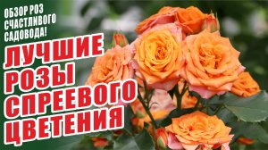 ЛУЧШИЕ РОЗЫ СПРЕЕВОГО ЦВЕТЕНИЯ. БЕCПРОБЛЕМНЫЕ СОРТА РОЗ. СПРЕЙ РОЗЫ. ЛУЧШИЕ СОРТА РОЗ. РОЗЫ В САДУ