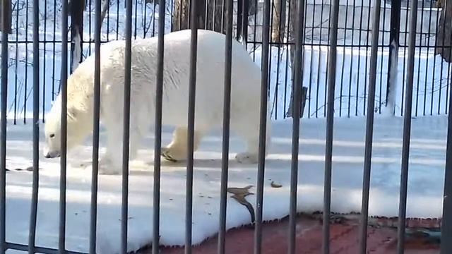 Ростик в день полярного медведя- 2 смотреть онлайн