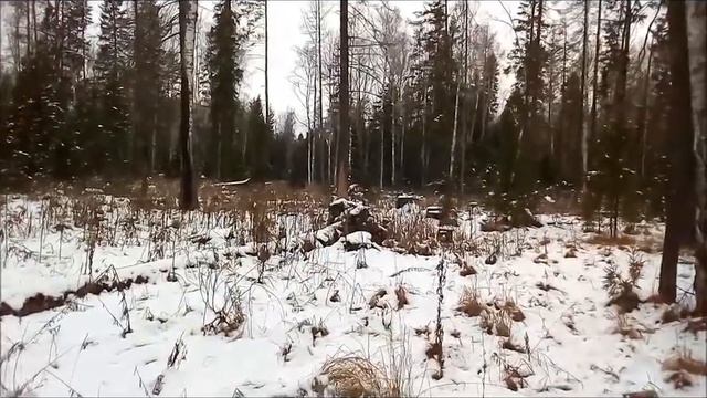 Охота лайки на лося смотреть онлайн