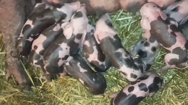 ПОРОСЯТА ПОРОДЫ ПЬЕТРЕН