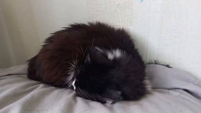 Ёжик или кошка? Как кошки могут спать. Интересно, им так удобно? #cat #cats #dream смотреть онлайн