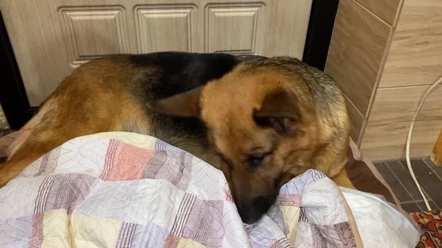 Роды овчарки от А до Я / Содержание щенков в первые дни жизни смотреть онлайн