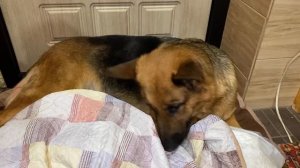 Роды овчарки от А до Я / Содержание щенков в первые дни жизни