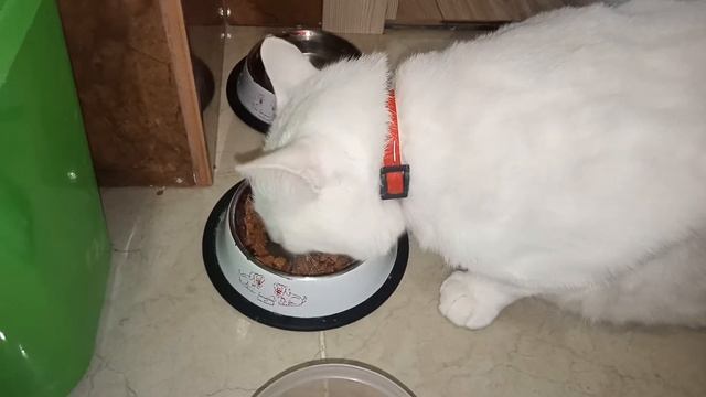 Котосемья. Кот Белый. смотреть онлайн