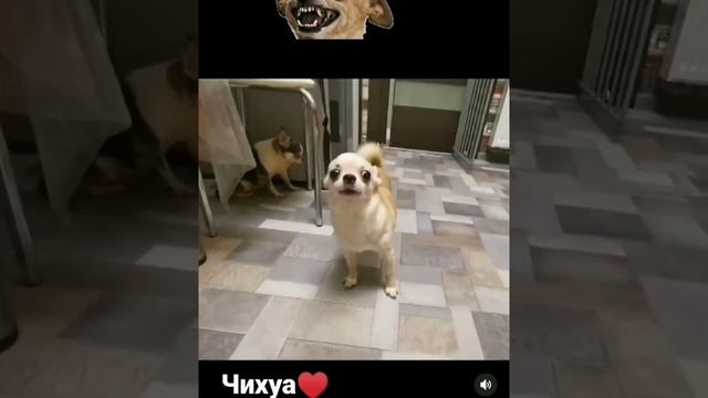 Чихуахуа)) #чихуахуа#животные#природа#дети#собака#популярное#тикток#мемы#юмор#короткиевидео#шортс смотреть онлайн