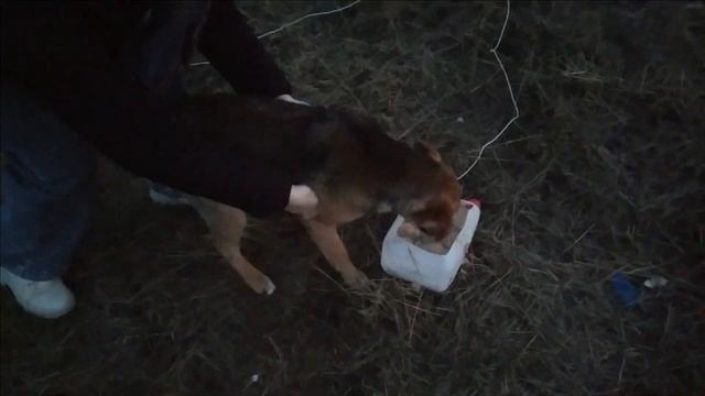 Утро для бездомных собак. Morning for homeless dogs. смотреть онлайн