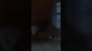 Леди и бродяга клип бродяга