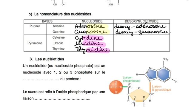 BIOCH - Acides Nucléiques