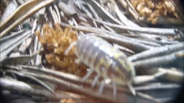 Porcellio ornatus #4 - P. ornatus comiendo P. ornatus смотреть онлайн