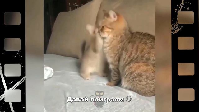 Кошки и милые котята (часть 2)👍🤣🐱 смотреть онлайн