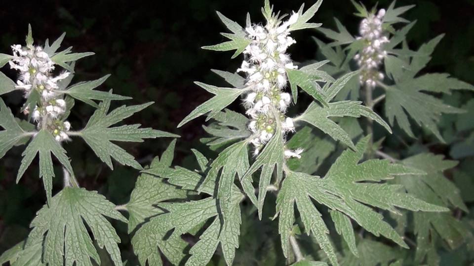 198. Пустырник пятилопастный - Leonurus Quinquelobatus