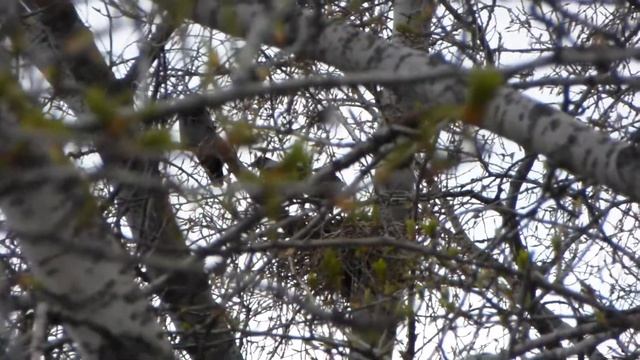 Вороны в гнезде смотреть онлайн