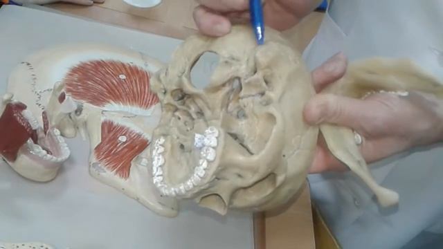 Мышцы смотреть онлайн