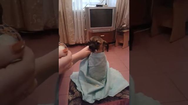 Киса ест вкусную кашу смотреть онлайн
