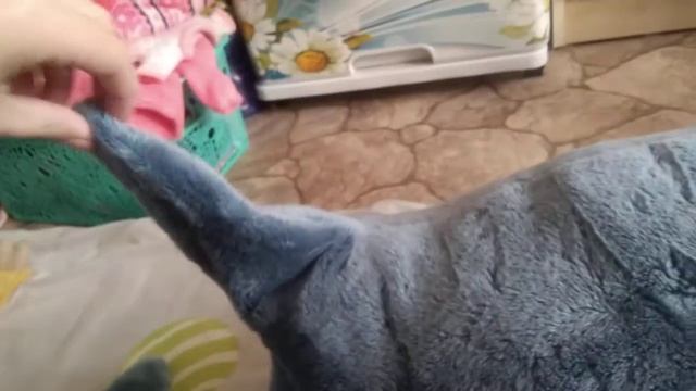 МОЯ МЕЧТА СБЫЛАСЬ!!!!!!!!!! КУПИЛИ АКУЛУ ИЗ ИКЕА!!!! 🦈🦈Как я её назвала? 🦈😋 смотреть онлайн