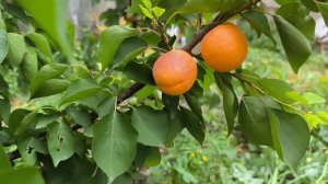 Ультраранний абрикос Могадор и Крупные плоды Абрикоса Цунами.