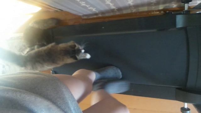 КОШКА НА БЕГОВОЙ ДОРОЖКЕ смотреть онлайн