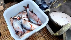 Солим Рыбку "Сухим Посолом". Вкусно, Легко И Безопасно!