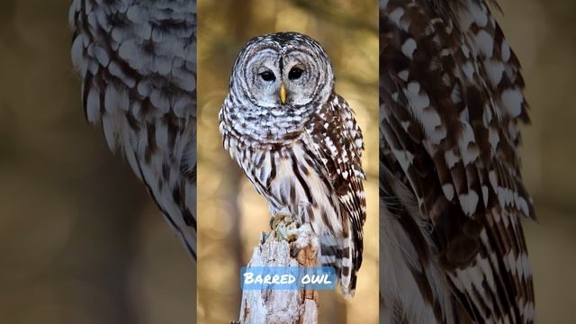 The barred owl aka striped owl смотреть онлайн