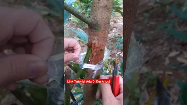 Hasil Penambahan Kaki Pada Tanaman Alpukat #avocado #grafting