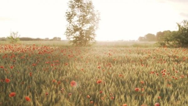 Прекрасная мелодия до слёз Нежная музыка для души, жизни! Красивая музыка