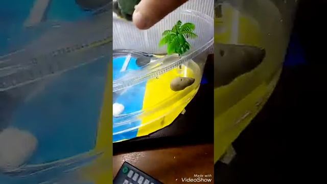просто черепашки смотреть онлайн
