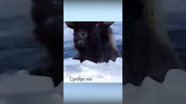 Бизон проволился под лёд. смотреть онлайн