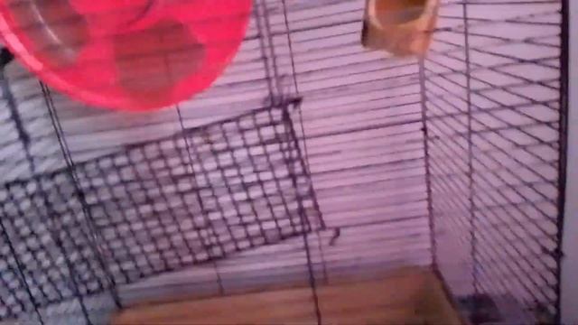 Возможное расположение клетки с крысами. Жара крысам опасна. смотреть онлайн