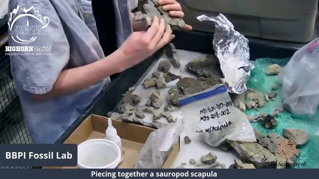 Fossil Prep Lab - Puzzling Dinosaur Shoulder Blade смотреть онлайн