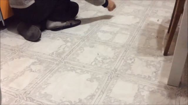 сойка Шуня играет смотреть онлайн