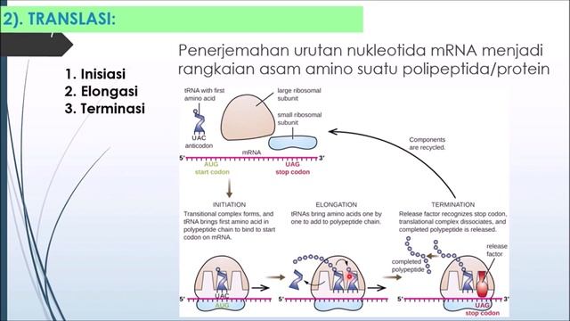 Ekspresi Gen Sel Eukariotik