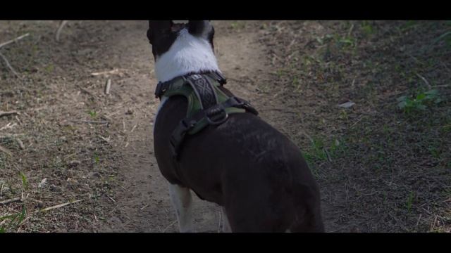 Sony 50mm 1.8 OSS | Cinematic Sample | Sony A6400 смотреть онлайн