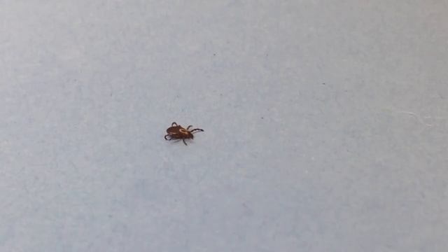 Tick Flicks – Female Dog Tick смотреть онлайн