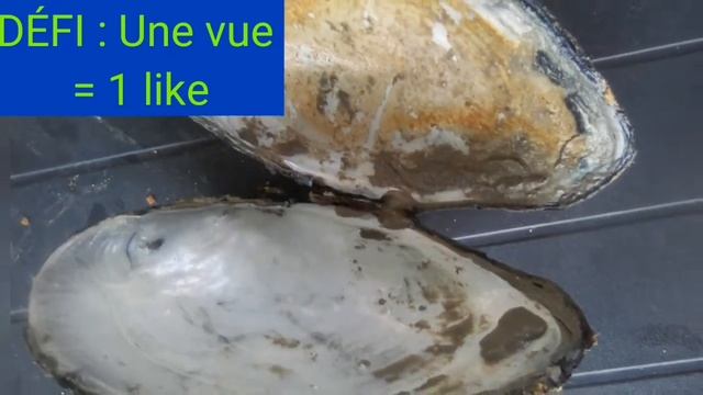 Je presente les moules d eau douce смотреть онлайн