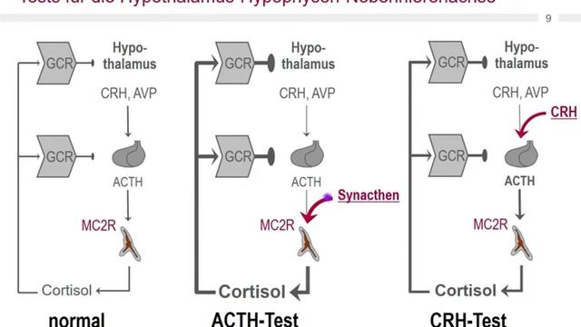 Adrenal College, über den Metopiron Test смотреть онлайн