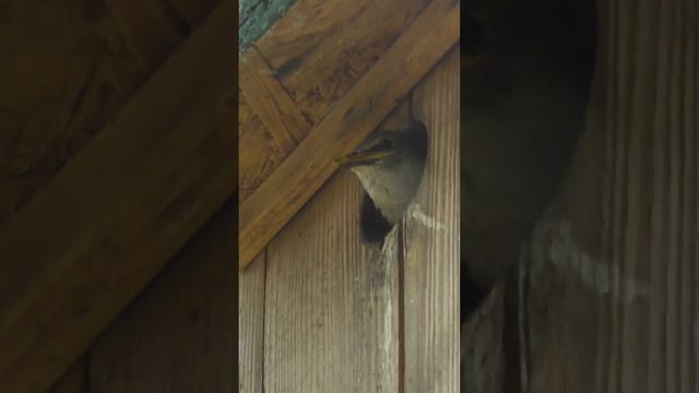 Птенец скворца в гнезде .(Sturnus vulgaris). смотреть онлайн