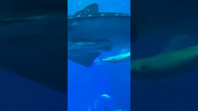 wheel shark vs tiger shark#short#video#respect# смотреть онлайн