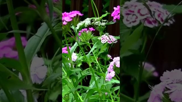 Гвоздички-невелички. Дмитрий Шлапак смотреть онлайн