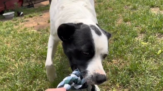 RENEW YOUR PET WITH PETREGEN смотреть онлайн