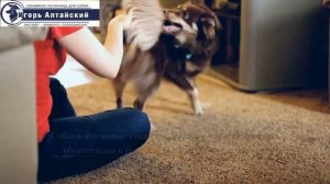 Как отучить щенка от лая