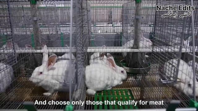 Modern Rabbit Farming and Harvest Technology Rabbit meat processing in Factory - Rabbit Industry смотреть онлайн