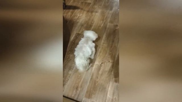 Адам на водных процедурах у замечательного доктора из клиники Ирбис Анны ссылка на пост в описании смотреть онлайн