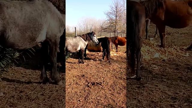 THesSalian HorSes Greek Winter смотреть онлайн