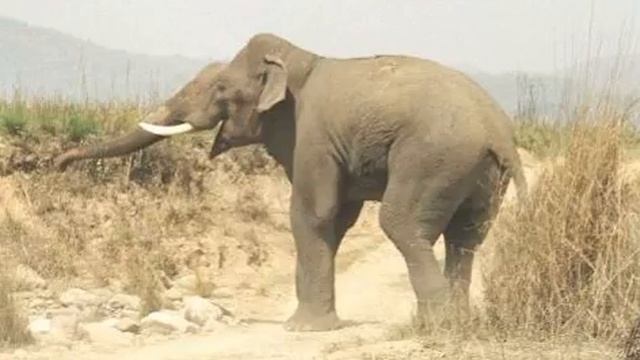 Betla National Park | Wikipedia audio article смотреть онлайн