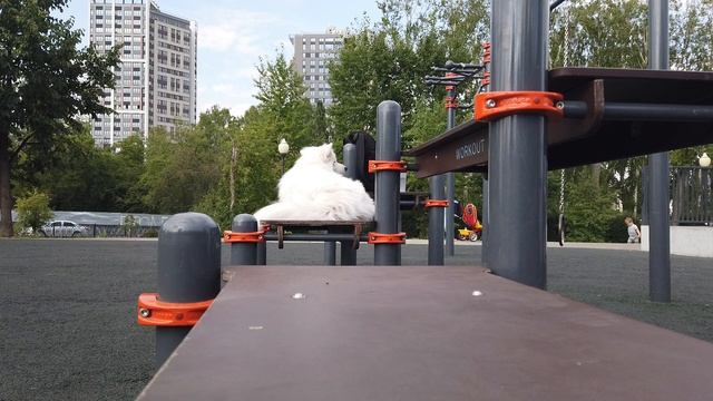 Большая белая собака на спортивной площадке смотреть онлайн