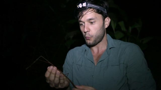GIANT WALKING STICK INSECT in ECUADOR! смотреть онлайн