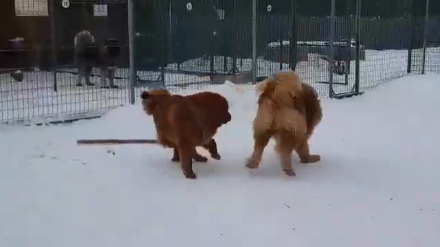 Тибетские мастиф ИЗ ПИТОМНИКА . Щенки львиного типа в продаже.-http://beliy-lekar.ru